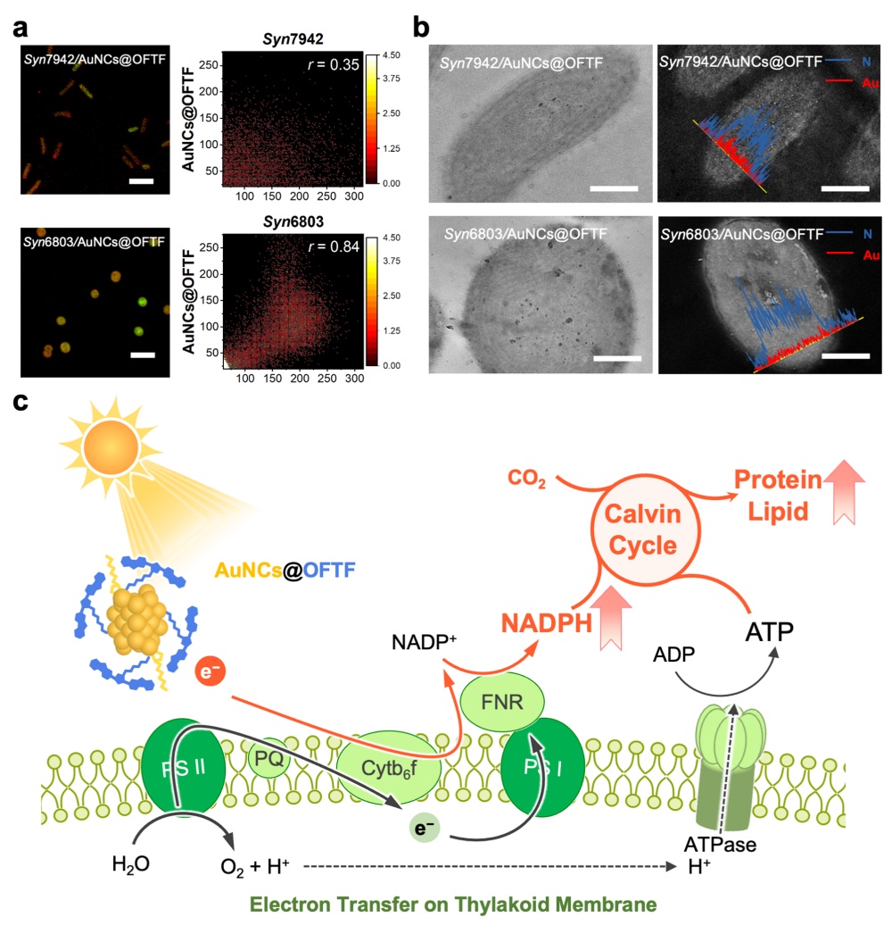 1730710181726176.jpg 图3_副本.jpg